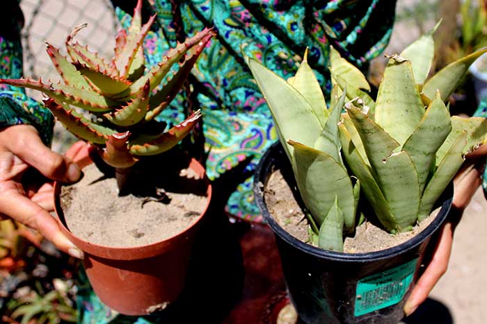 Khoi Khoi Kindy Farm Medicinal